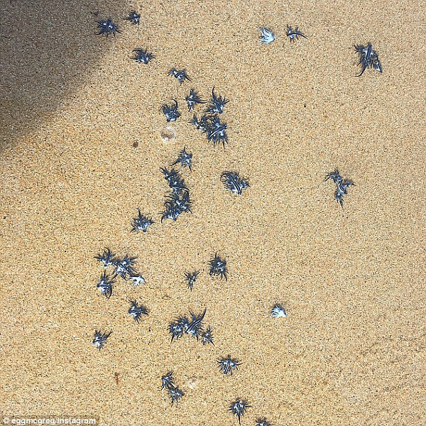 悉尼海滩惊现大量“外星生物”！外形好似飞龙 专家：有毒！别碰！（图） - 3