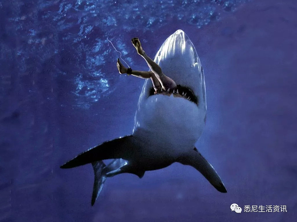 危险！澳洲海岸惊现大规模噬人鲨群！5500头正爆发性繁殖！海洋终极食人魔来了！ - 13