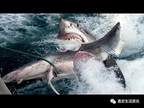 危险！澳洲海岸惊现大规模噬人鲨群！5500头正爆发性繁殖！海洋终极食人魔来了！ - 14