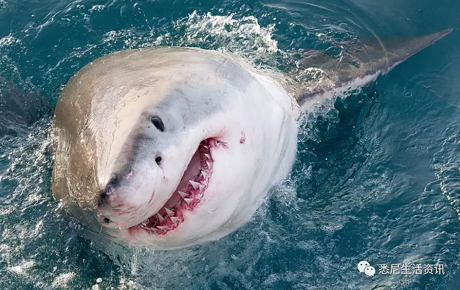 危险！澳洲海岸惊现大规模噬人鲨群！5500头正爆发性繁殖！海洋终极食人魔来了！ - 16