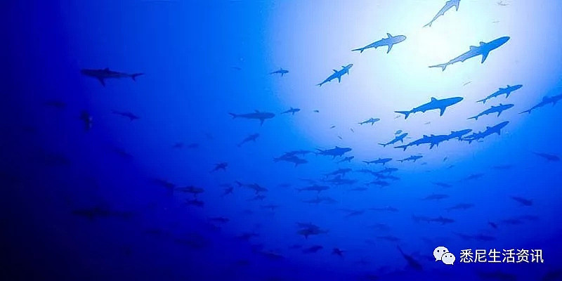 危险！澳洲海岸惊现大规模噬人鲨群！5500头正爆发性繁殖！海洋终极食人魔来了！ - 21