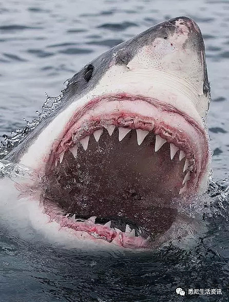 危险！澳洲海岸惊现大规模噬人鲨群！5500头正爆发性繁殖！海洋终极食人魔来了！ - 23