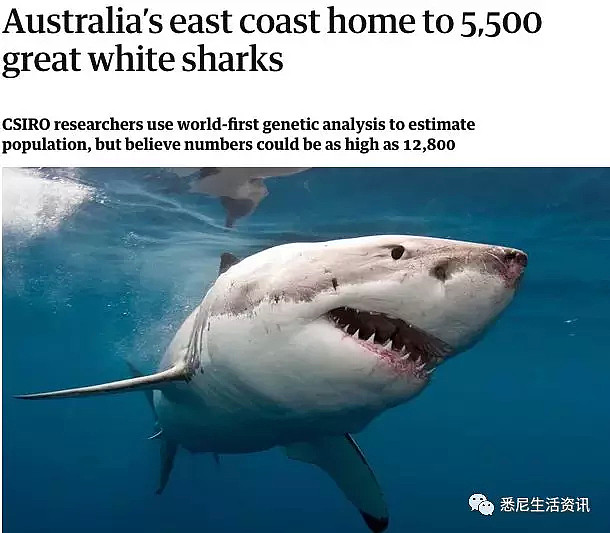 危险！澳洲海岸惊现大规模噬人鲨群！5500头正爆发性繁殖！海洋终极食人魔来了！ - 24