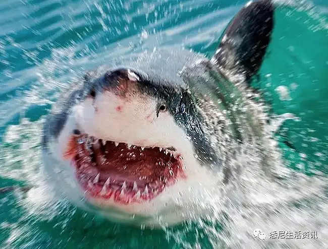 危险！澳洲海岸惊现大规模噬人鲨群！5500头正爆发性繁殖！海洋终极食人魔来了！ - 26