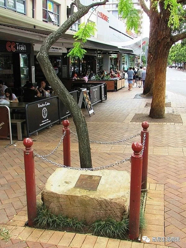 在悉尼繁华的闹市区，有一棵奇怪的树，从没人敢碰它，因为那底下有7个人…… - 5