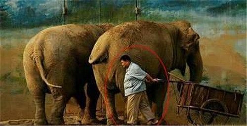 38岁孙越全家照：养大象认识了现在的妻子，儿子跟他共用一张脸！ - 2