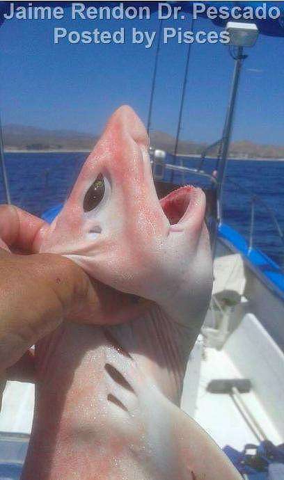 渔民捕捞到“外星鱼”拍了照就把它放回大海，得知真相超惊讶 - 3