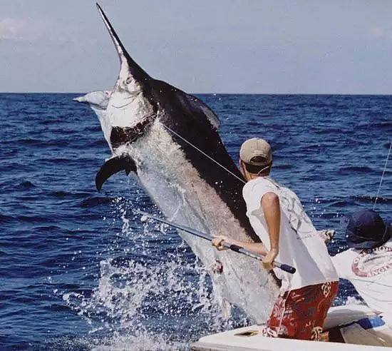 恐怖！澳洲男子出海打渔，却被巨型马林鱼瞬间拖入海中！更危险的是…（组图） - 2