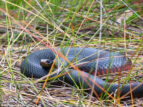 4928B5C900000578-5384729-Red_bellied_black_snakes_are_known_for_not_being_particularly_ag-a-2_1518511572206.jpg,0