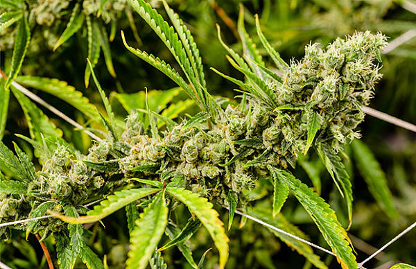 Cannabis-Weed-Green-Rush.jpg,0