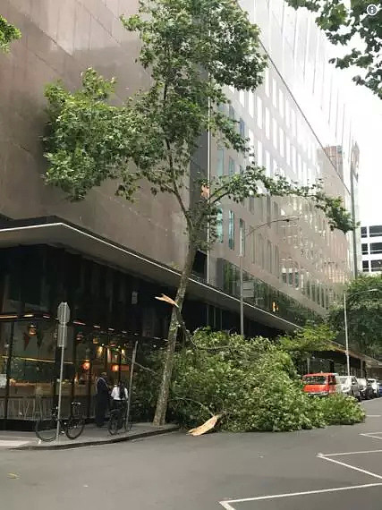 情人节突发！100KM/H风暴突袭墨尔本！有人被树砸成重伤！海滩公园小树林统统去不成了！撒狗粮的，感受大自然的愤怒吧…… - 12