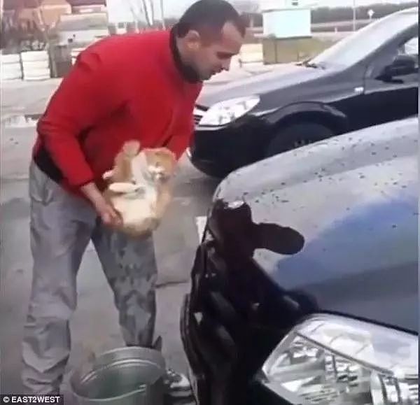 男子竟用流浪猫浸水洗车 你咋不用自己的脸呢? - 3
