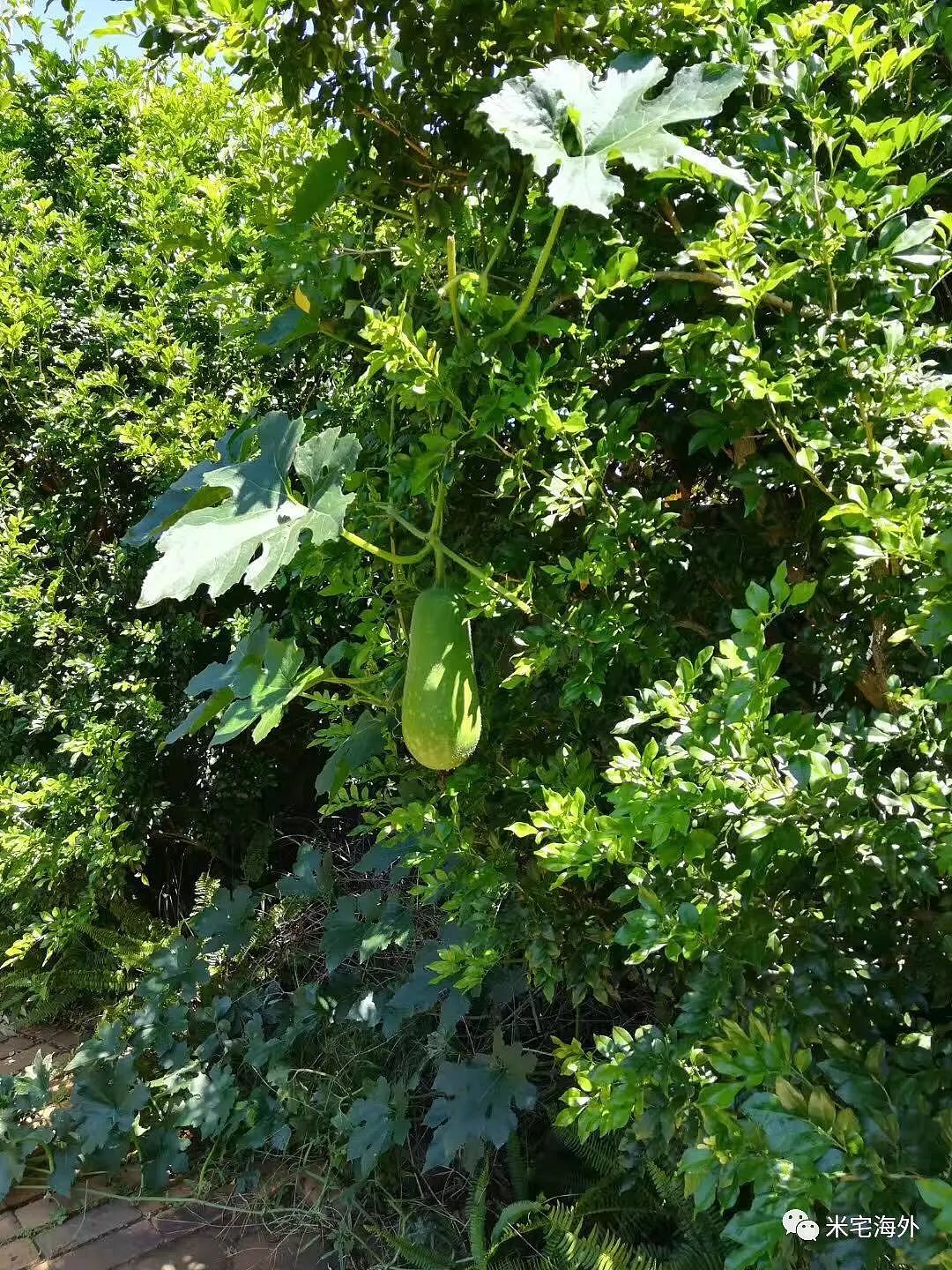 中国女白领辞职来澳！“就想在这花50万糟踏着玩”，连和丈夫分居半年都不怕！ - 6