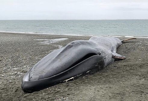 20公尺蓝鲸搁浅海滩！民众爬上尸身自拍，还刻字写：我爱你 - 1