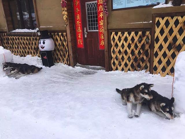 春节期间再访雪乡 宰人老板：你能回去就不错了（图） - 3