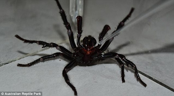 澳惊现巨型漏斗网毒蜘蛛！身长近8cm！不慎被咬15分钟内便可毙命！（视频） - 1