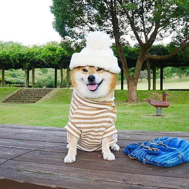 日本一柴犬因笑容治愈走红网络！网友：承包了我2018年的头像！