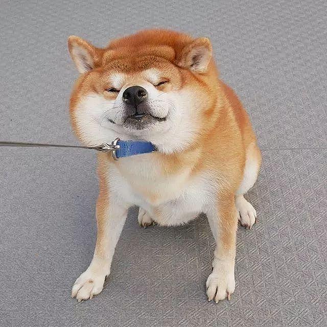 日本一柴犬因笑容治愈走红网络！网友：承包了我2018年的头像！