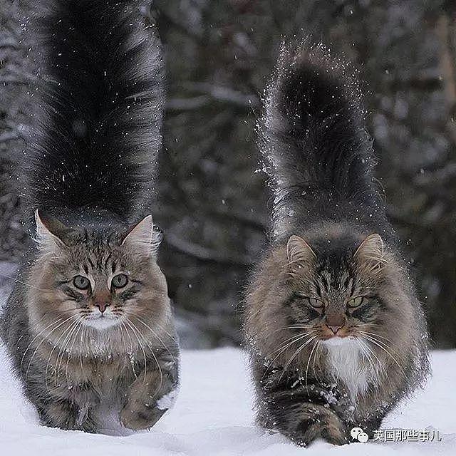 芬兰这只方圆几公里没人敢惹的霸王猫……果然气场非凡啊！