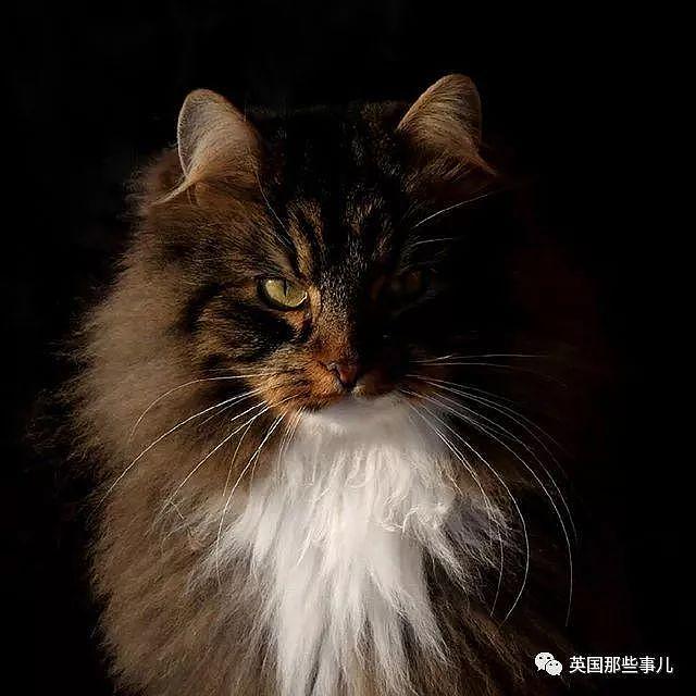 芬兰这只方圆几公里没人敢惹的霸王猫……果然气场非凡啊！