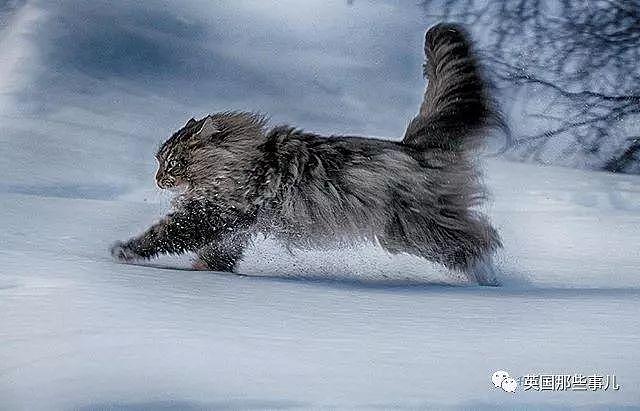 芬兰这只方圆几公里没人敢惹的霸王猫……果然气场非凡啊！