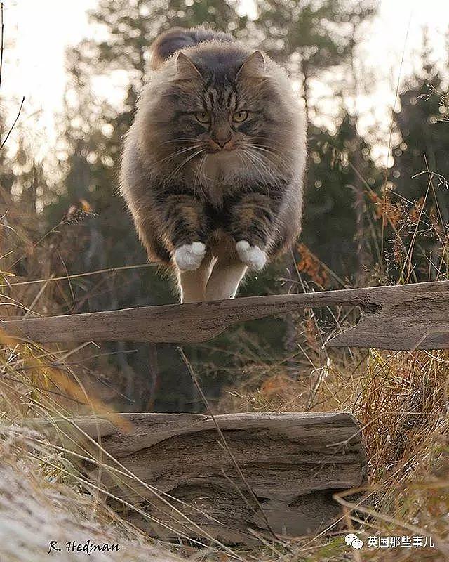 芬兰这只方圆几公里没人敢惹的霸王猫……果然气场非凡啊！