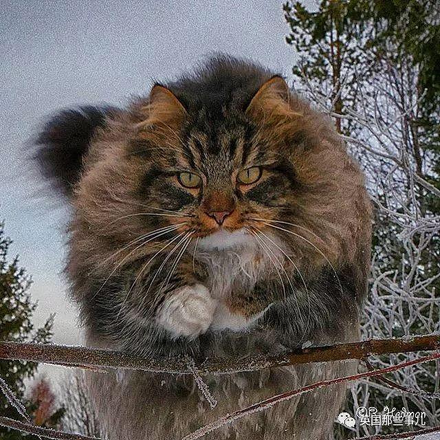 芬兰这只方圆几公里没人敢惹的霸王猫……果然气场非凡啊！