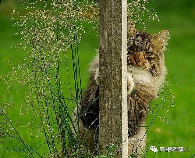 芬兰这只方圆几公里没人敢惹的霸王猫……果然气场非凡啊！