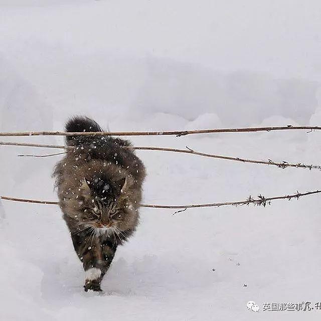 芬兰这只方圆几公里没人敢惹的霸王猫……果然气场非凡啊！