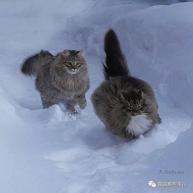 芬兰这只方圆几公里没人敢惹的霸王猫……果然气场非凡啊！