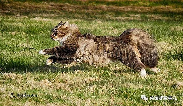 芬兰这只方圆几公里没人敢惹的霸王猫……果然气场非凡啊！