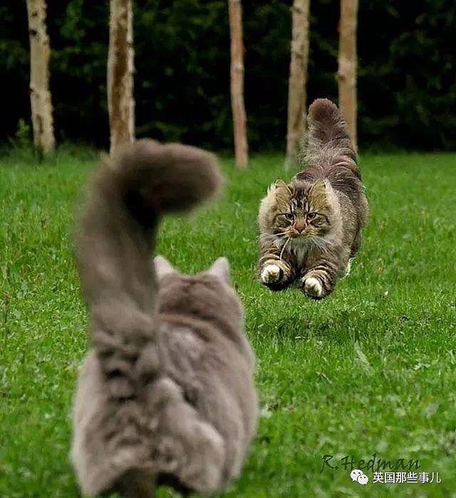 芬兰这只方圆几公里没人敢惹的霸王猫……果然气场非凡啊！