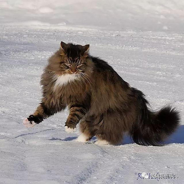 芬兰这只方圆几公里没人敢惹的霸王猫……果然气场非凡啊！