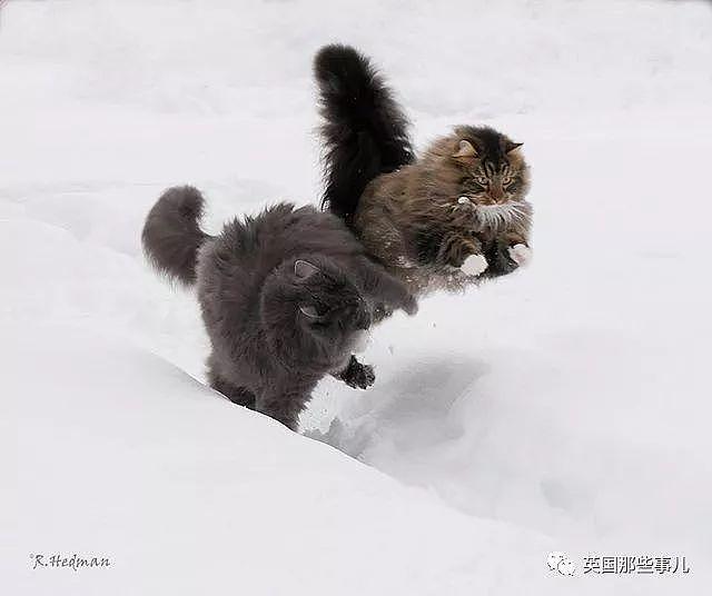 芬兰这只方圆几公里没人敢惹的霸王猫……果然气场非凡啊！