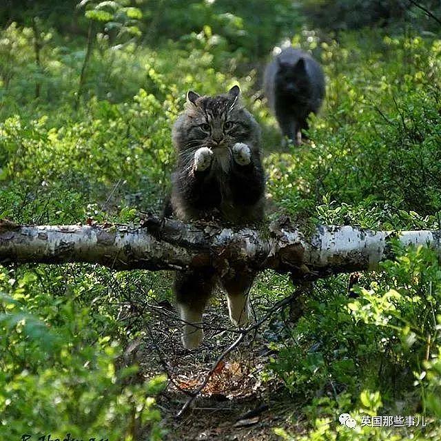 芬兰这只方圆几公里没人敢惹的霸王猫……果然气场非凡啊！