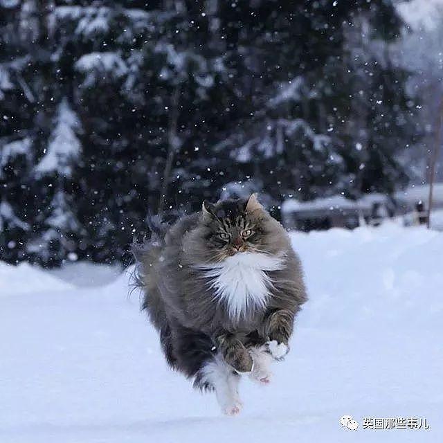 芬兰这只方圆几公里没人敢惹的霸王猫……果然气场非凡啊！