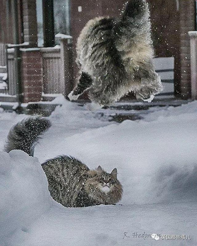 芬兰这只方圆几公里没人敢惹的霸王猫……果然气场非凡啊！