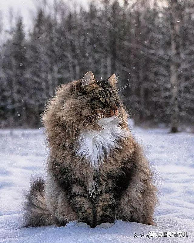 芬兰这只方圆几公里没人敢惹的霸王猫……果然气场非凡啊！