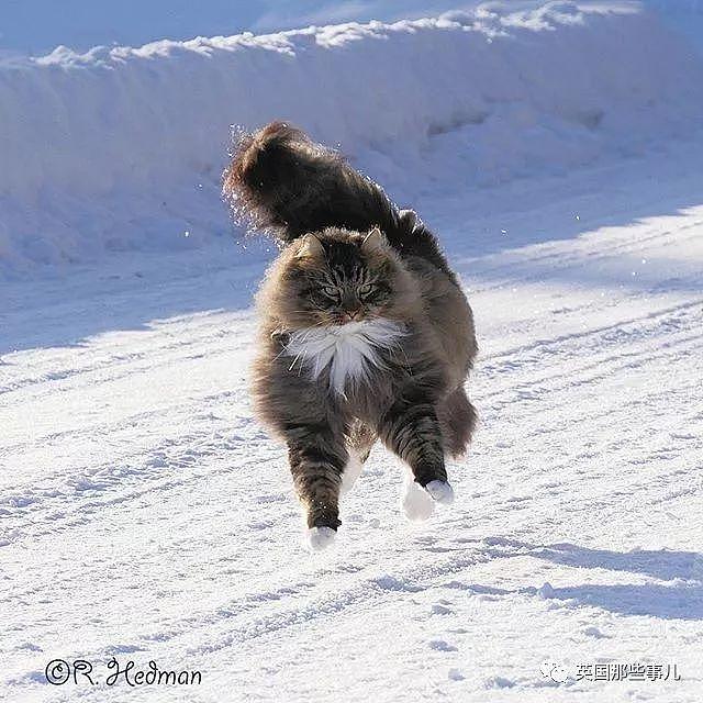 芬兰这只方圆几公里没人敢惹的霸王猫……果然气场非凡啊！