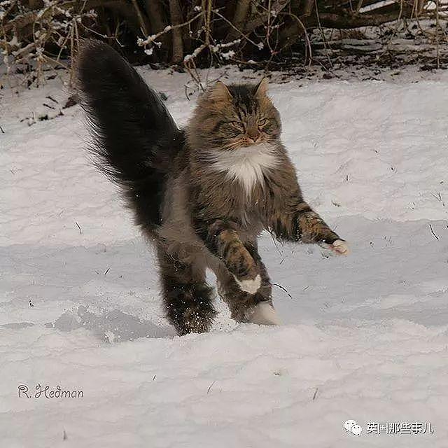 芬兰这只方圆几公里没人敢惹的霸王猫……果然气场非凡啊！