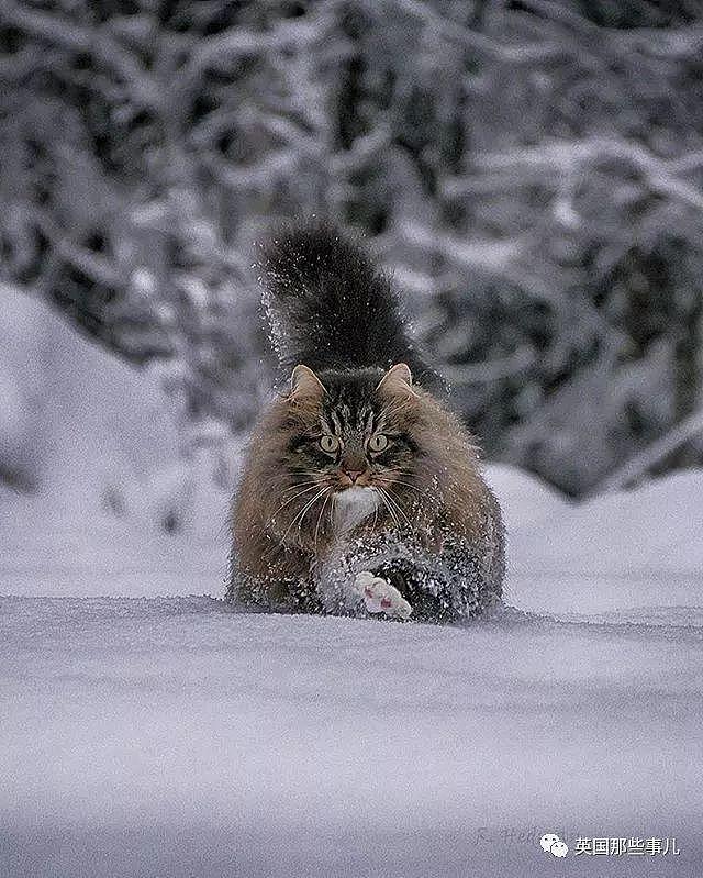 芬兰这只方圆几公里没人敢惹的霸王猫……果然气场非凡啊！