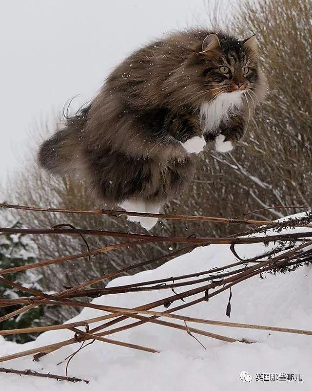 芬兰这只方圆几公里没人敢惹的霸王猫……果然气场非凡啊！