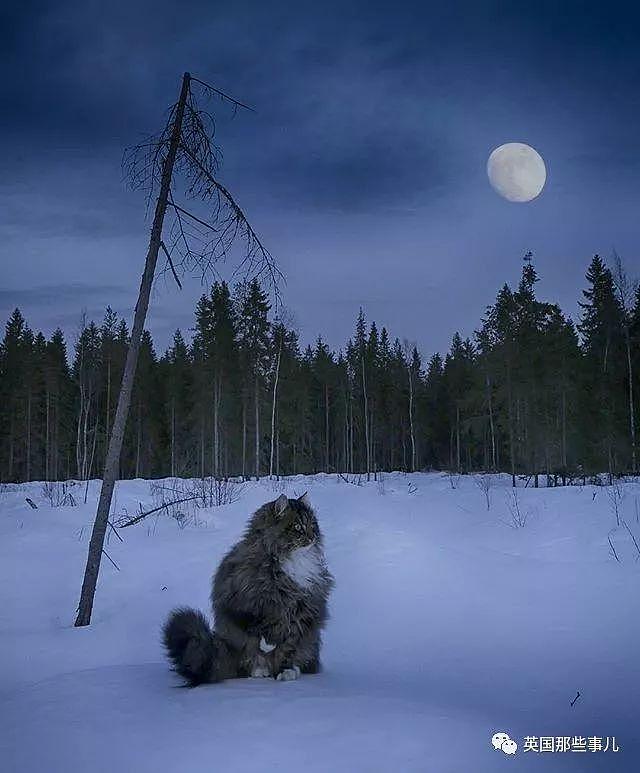 芬兰这只方圆几公里没人敢惹的霸王猫……果然气场非凡啊！