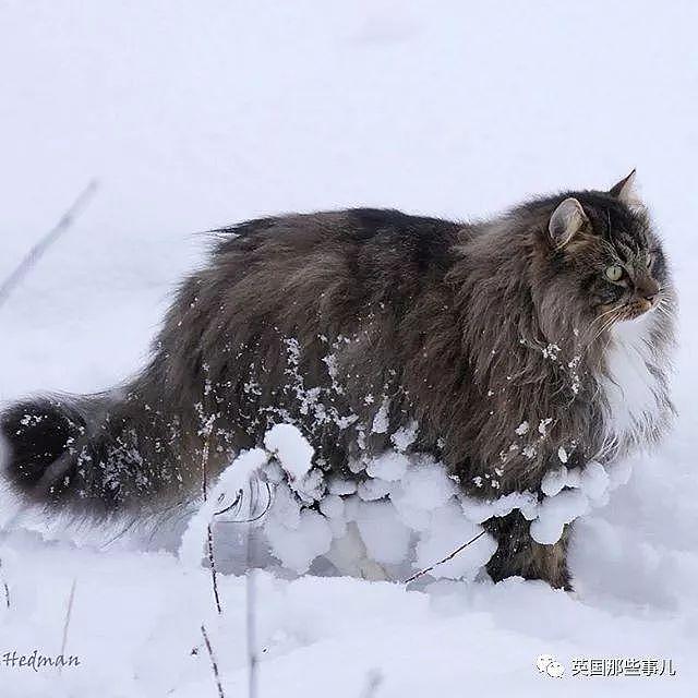 芬兰这只方圆几公里没人敢惹的霸王猫……果然气场非凡啊！