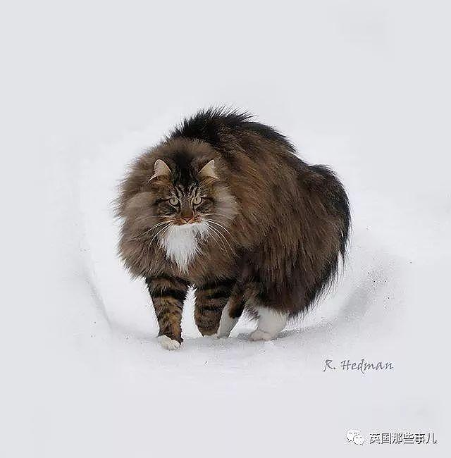 芬兰这只方圆几公里没人敢惹的霸王猫……果然气场非凡啊！