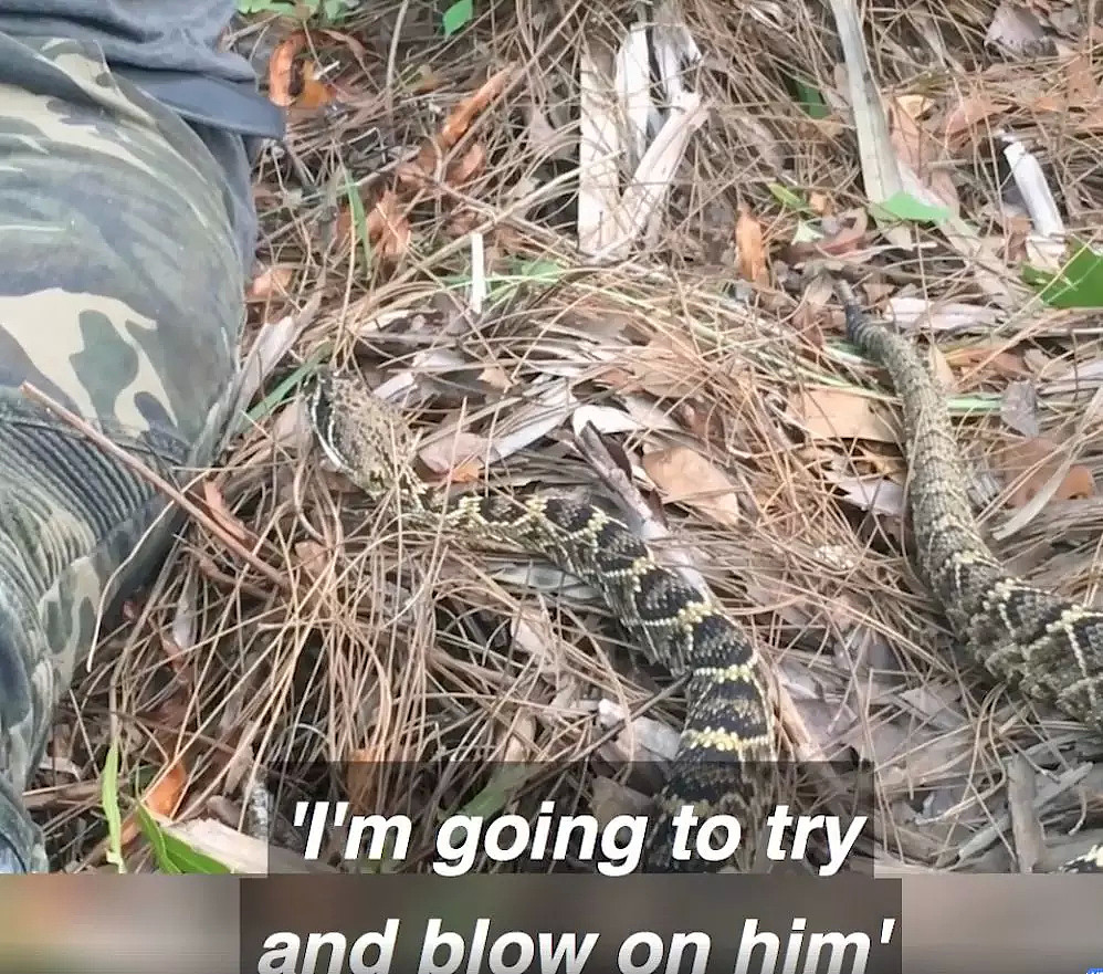 死神在侧！澳洲小哥遭遇剧毒响尾蛇！一动不敢动，视频一点开就吓出一身冷汗。。。 - 17