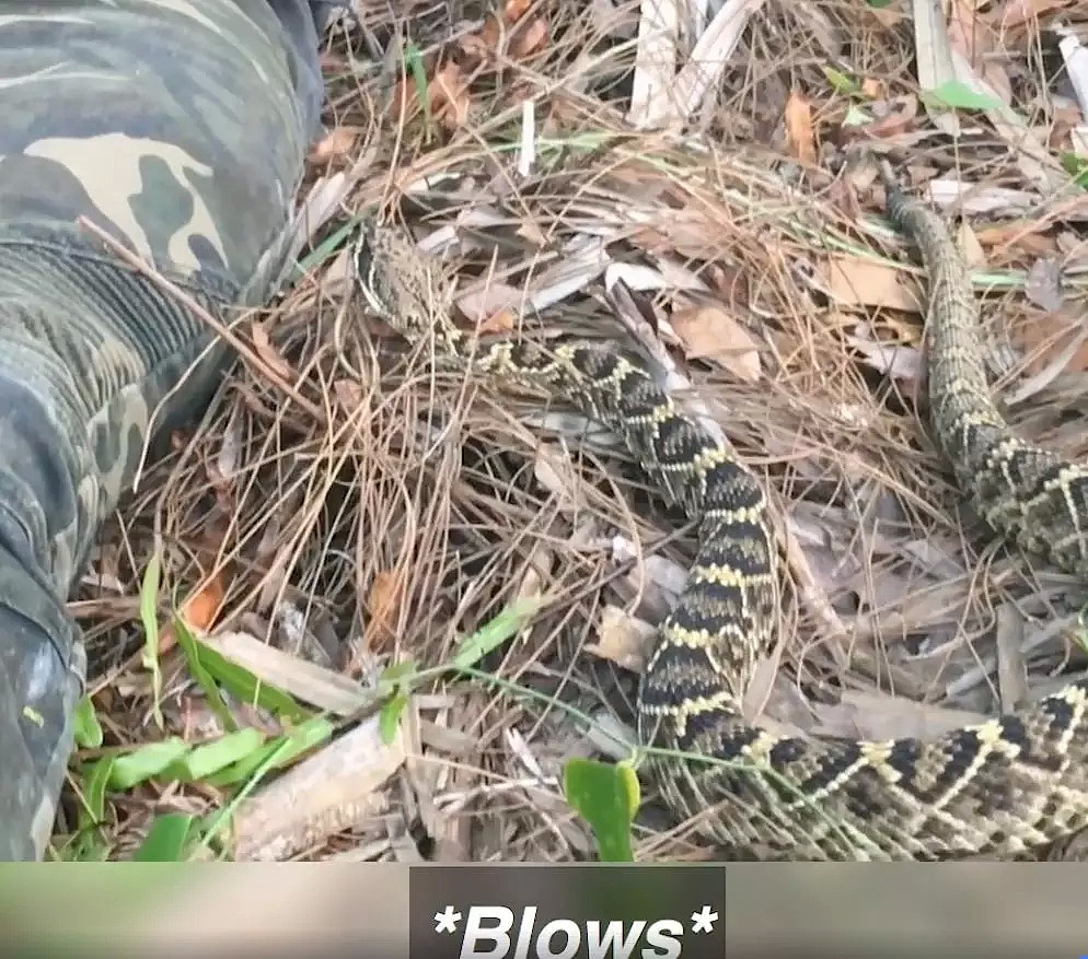 死神在侧！澳洲小哥遭遇剧毒响尾蛇！一动不敢动，视频一点开就吓出一身冷汗。。。 - 18