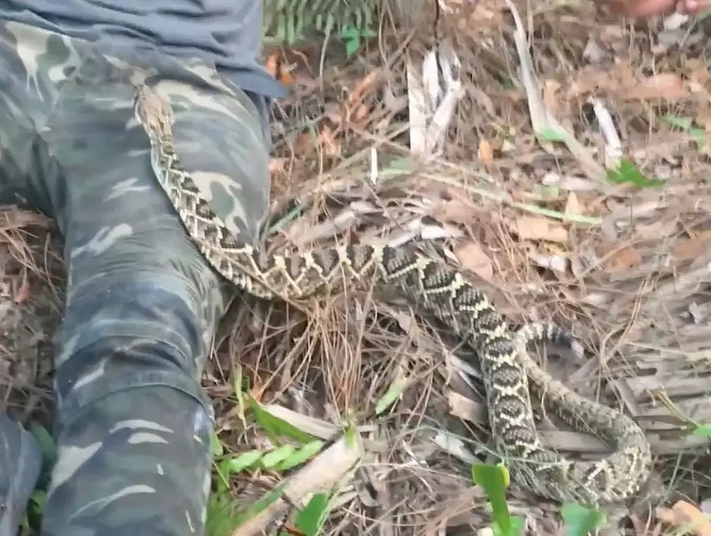 死神在侧！澳洲小哥遭遇剧毒响尾蛇！一动不敢动，视频一点开就吓出一身冷汗。。。 - 28
