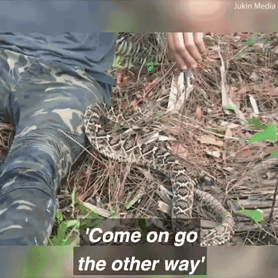 死神在侧！澳洲小哥遭遇剧毒响尾蛇！一动不敢动，视频一点开就吓出一身冷汗。。。 - 36
