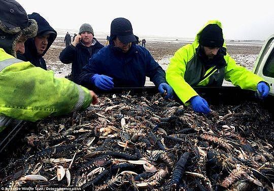 场面如同世界末日！英国风暴后数以百万计螃蟹龙虾被冲上岸 - 11